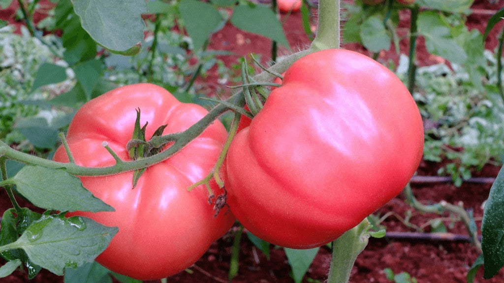 VEGETABLE PINK TOMATO - ADONIS - 15 SEEDS