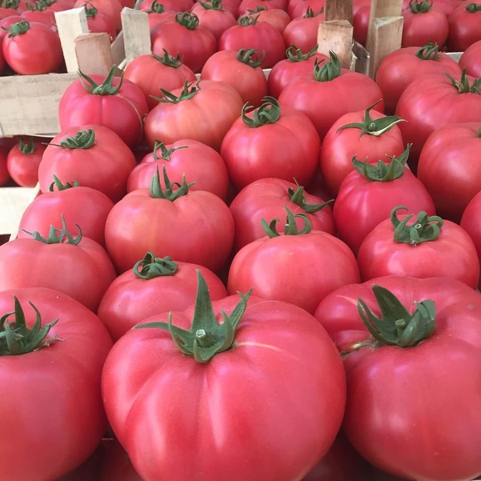 VEGETABLE PINK TOMATO - ADONIS - 15 SEEDS