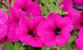 Petunia axilaris 15 stück