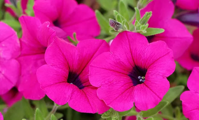Petunia axilaris 15 stück