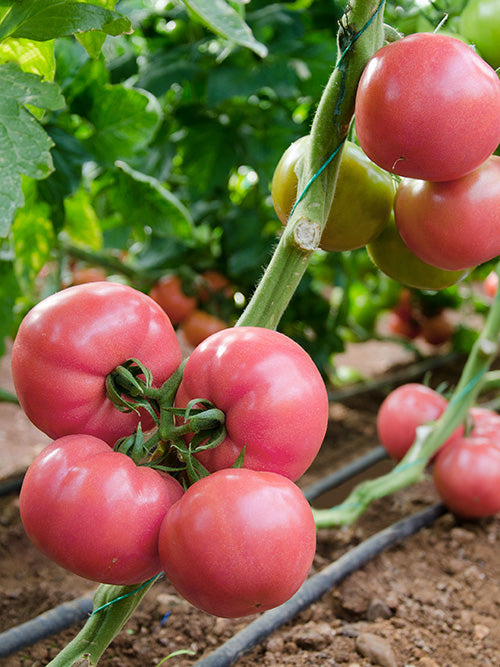 VEGETABLE PINK TOMATO - ADONIS - 15 SEEDS