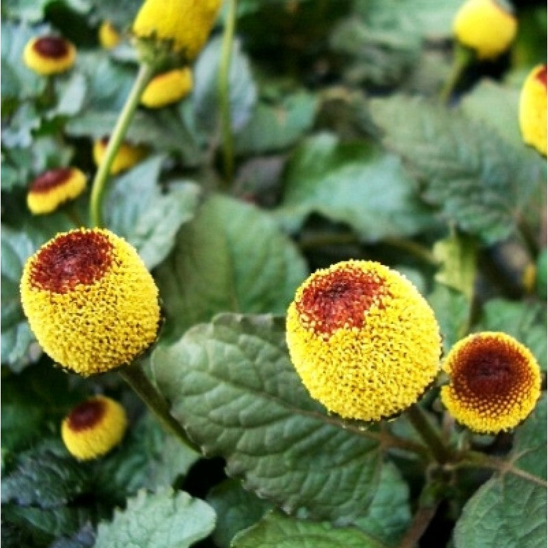 GESCHMACKSERLEBNIS, Samen Parakresse, Husarenkopf, Jambu (Acmella oleracea) 15 stück