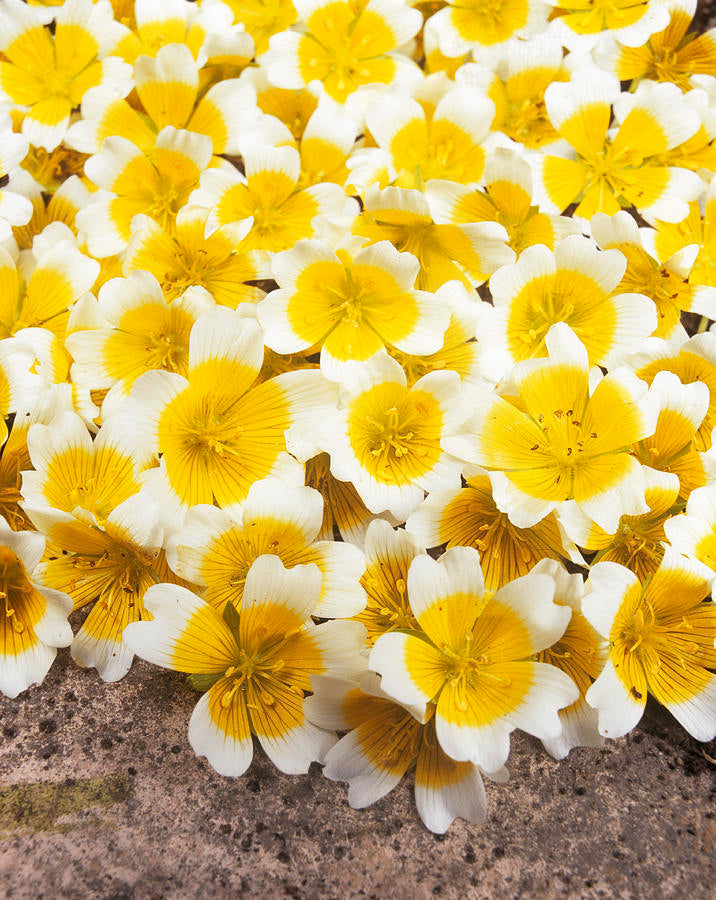 POACHED EGG PLANT SEEDS (Limnanthes douglasii)