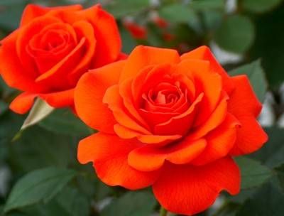 10 Stück Kletterrose Rosa Multiflora Perennial Duftende Blumensamen Heimdekoration
