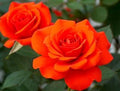 10 Stück Kletterrose Rosa Multiflora Perennial Duftende Blumensamen Heimdekoration