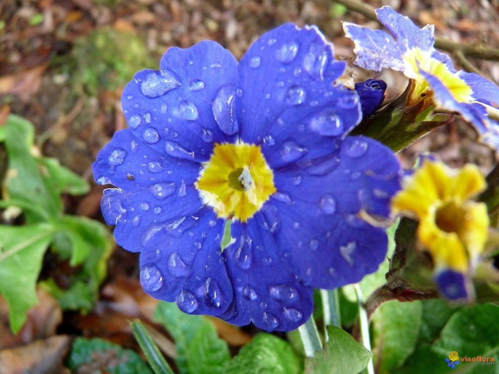 Blau Nachkerzen 15 stück