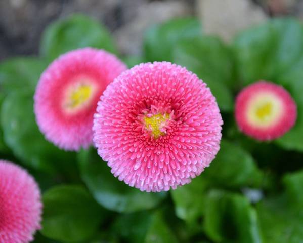 DAISY ENGLISH POMPONETTE PINK  (Bellis perennis) 15 stück