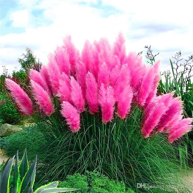 ORNAMENTAL GRASS - PAMPAS GRASS (Cortaderia selloana) 15 stück