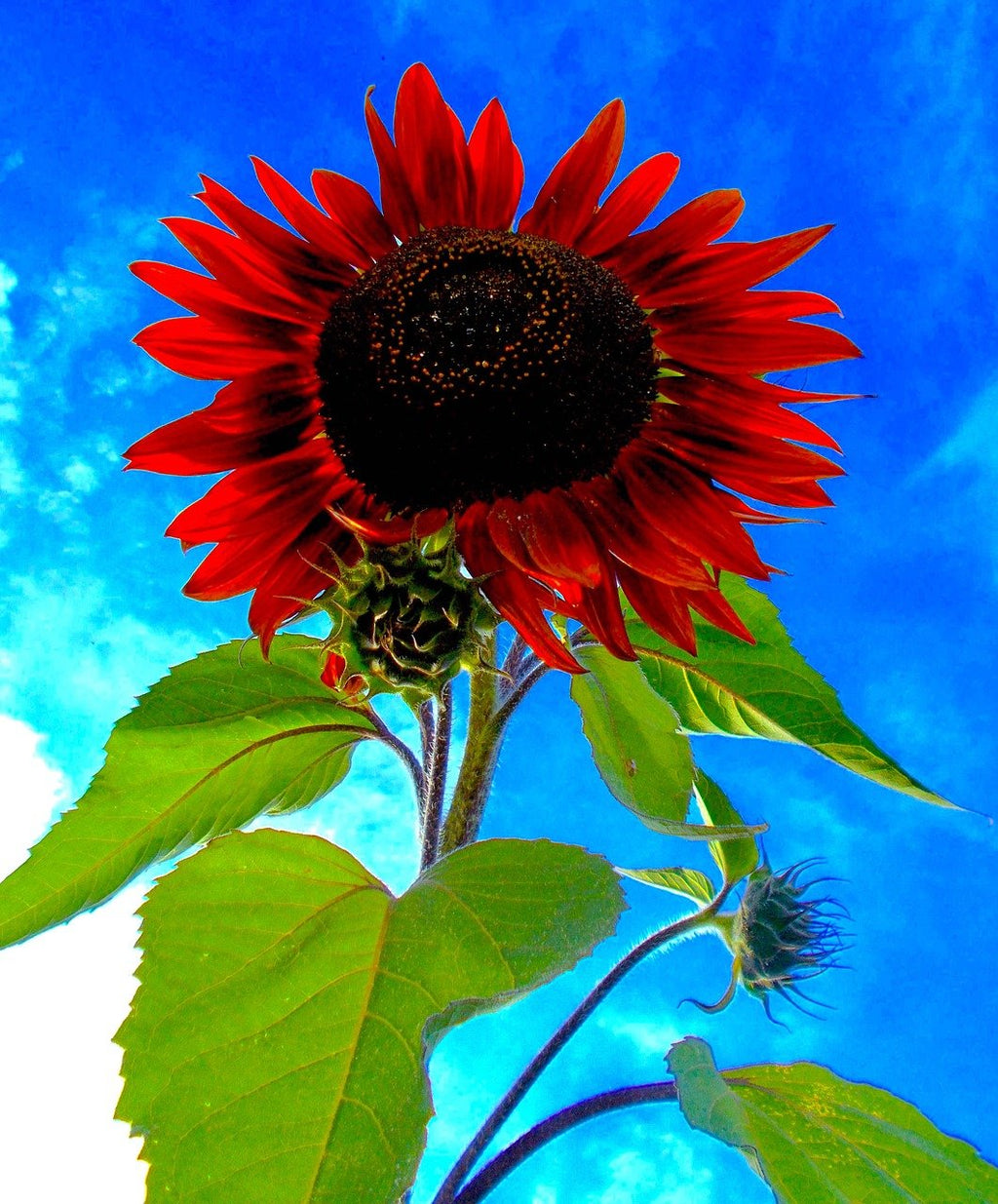 SONNENBLUME ROT SONNENSAMEN (Helianthus annuus) 10 stück