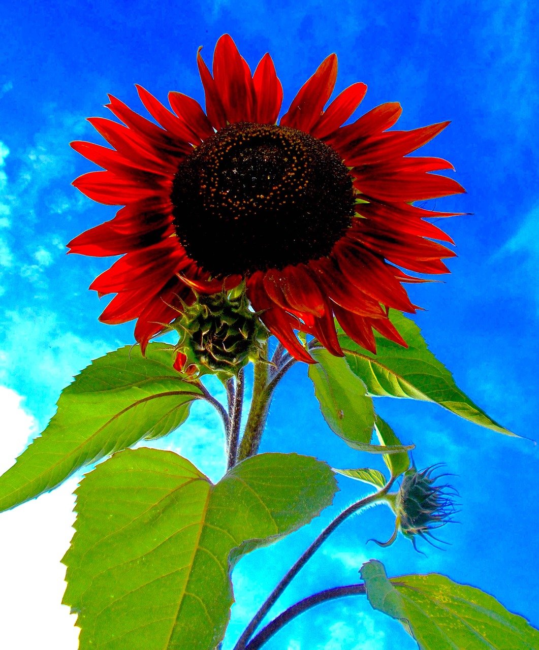 SONNENBLUME ROT SONNENSAMEN (Helianthus annuus) 10 stück