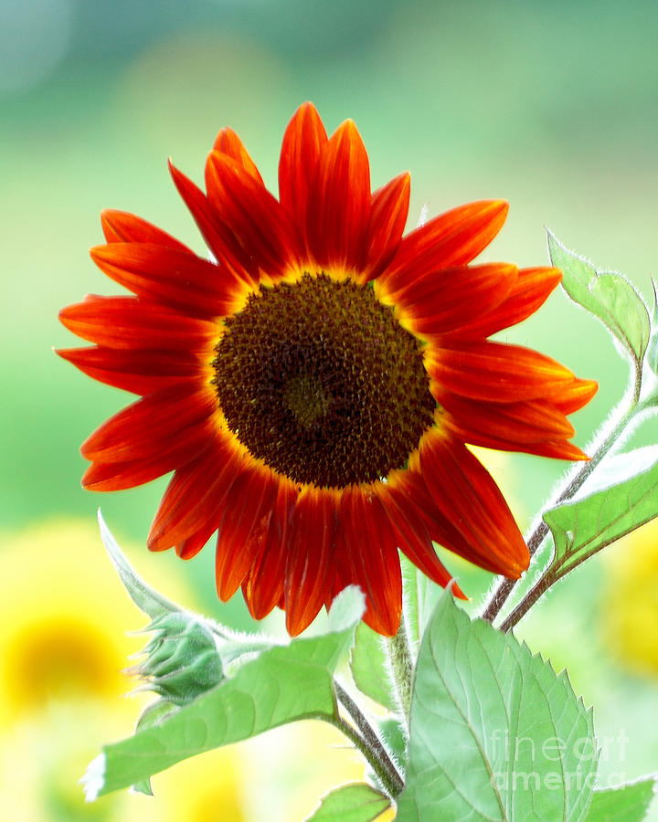 SONNENBLUME ROT SONNENSAMEN (Helianthus annuus) 10 stück