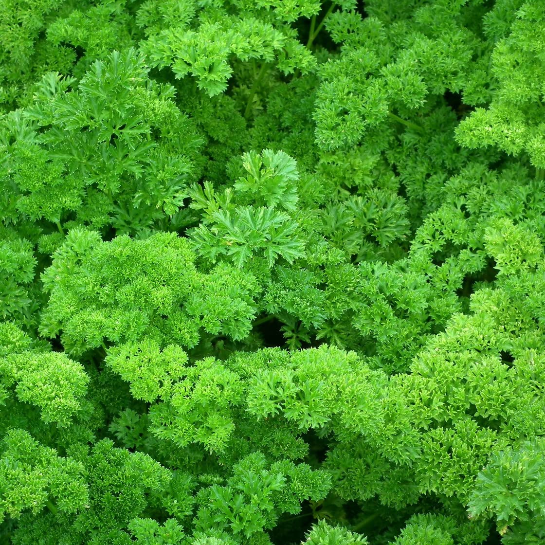 Petersilie Moskrul2 (Petroselinum crispum) 3,5gr.