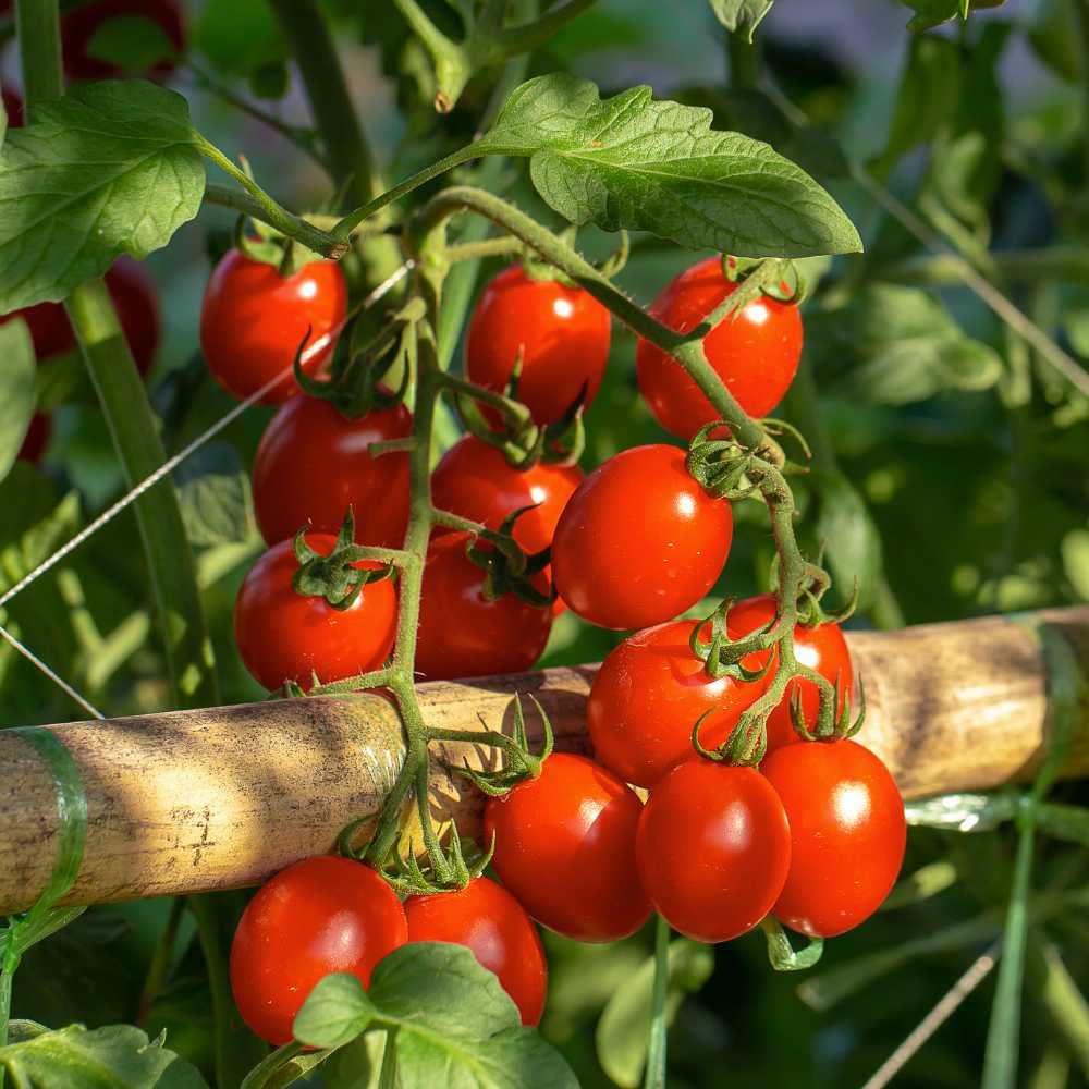 Stabtomaten samen Hellfeucht 0,3gr