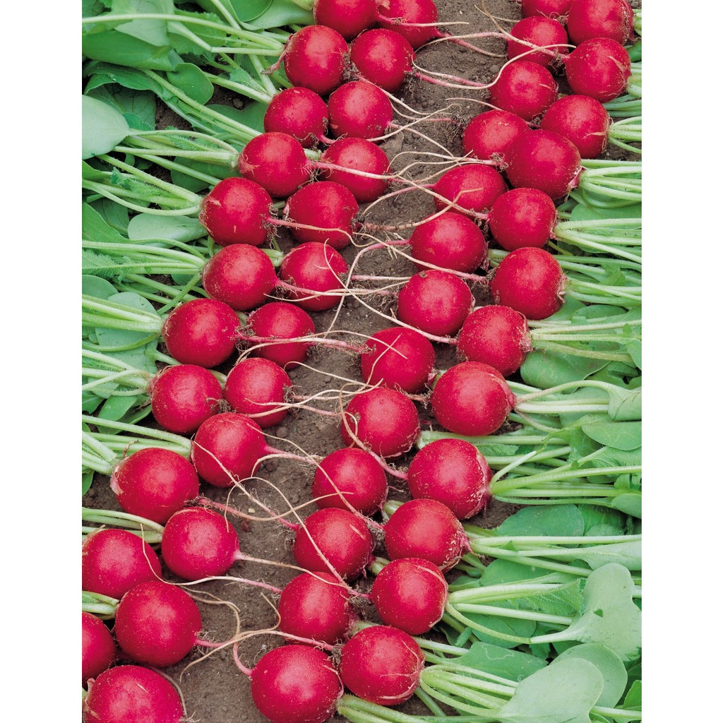 Radies Riesenbutter 3gr.