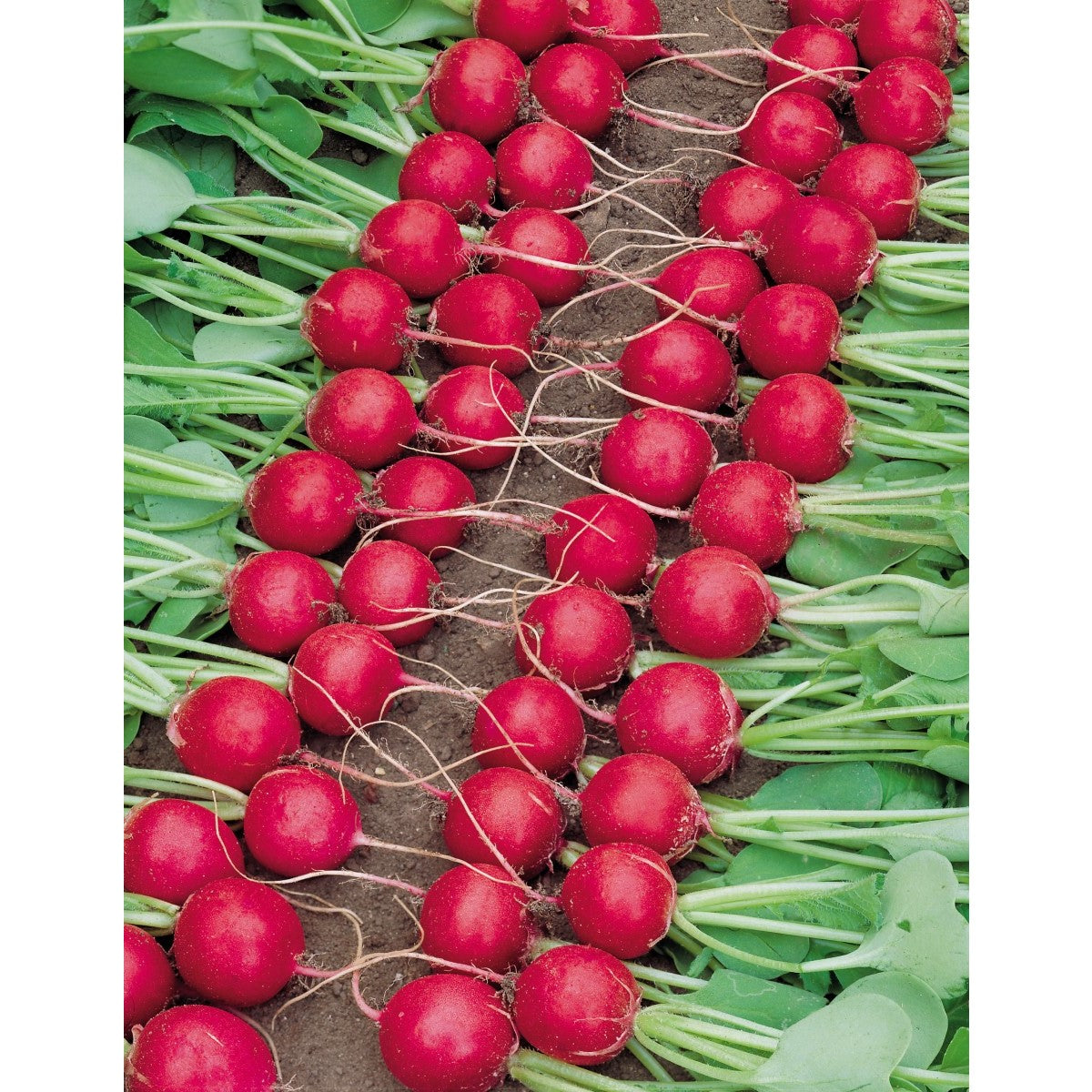Radies Riesenbutter 3gr.
