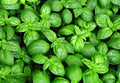 Basilikum (Ocimum Basilicum) 0,8gr.