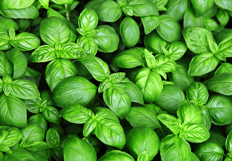 Basilikum (Ocimum Basilicum) 0,8gr.