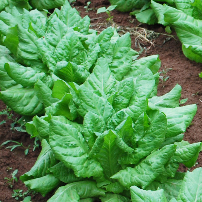 Spinat Matador Spinacia oleracea 17gr.