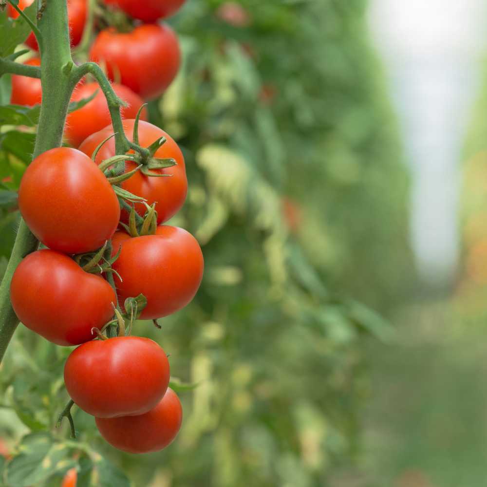 Stabtomaten samen Hellfeucht 0,3gr