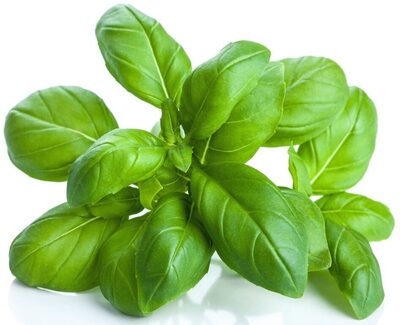 Basilikum (Ocimum Basilicum) 0,8gr.
