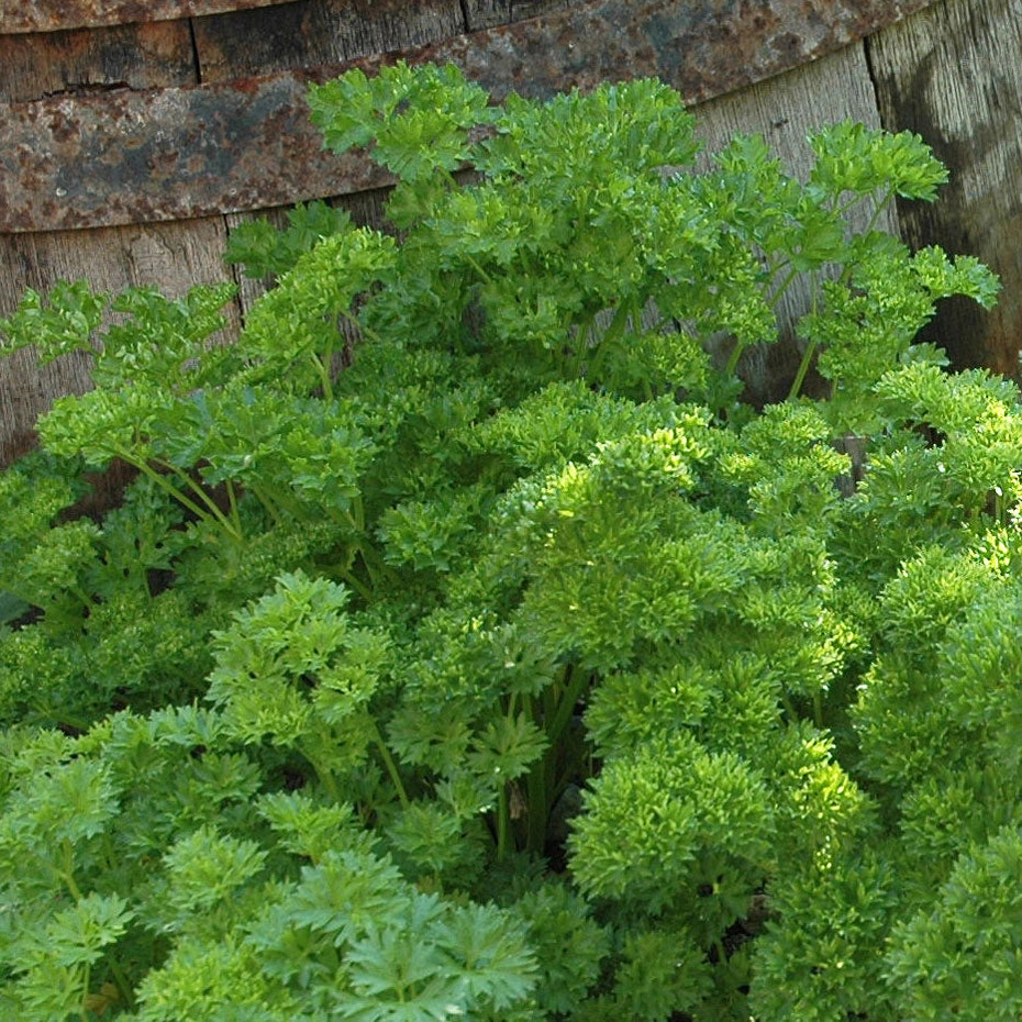 Petersilie Moskrul2 (Petroselinum crispum) 3,5gr.