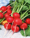 Radies Riesenbutter 3gr.