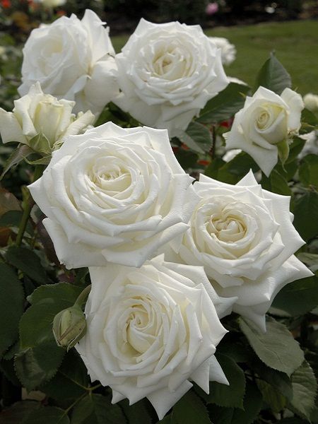 weiß Rose samen 10 stück