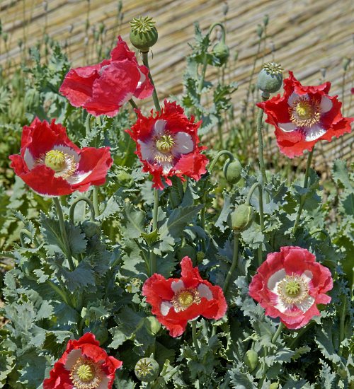 POPPY DANISH FLAG SEEDS (Papaver somnifer)