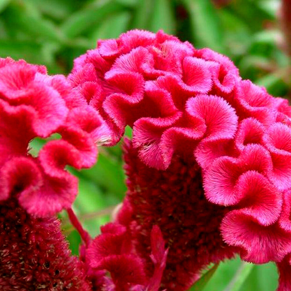 Hahnenkamm-Pink-Celosia-Cristata-Blumensamen 15 stück