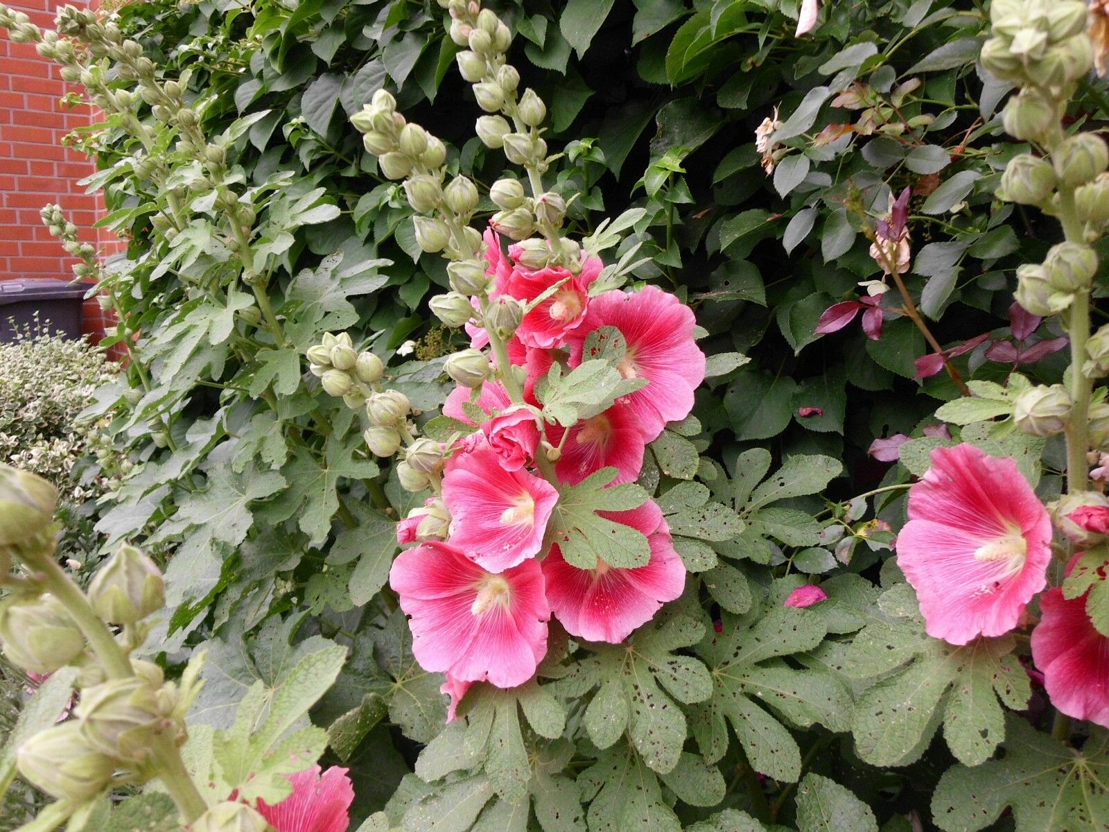Alcea Rosea (Stockmalve,Stockrose) 10 stück