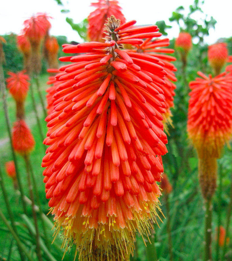 Kniphofia uvaria 'Grandiflora'