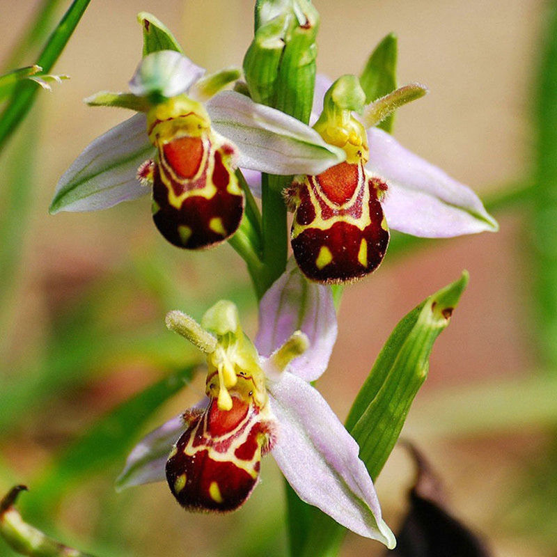 lächeln gesicht biene orchidee blumensamen hausgarten 5 stück