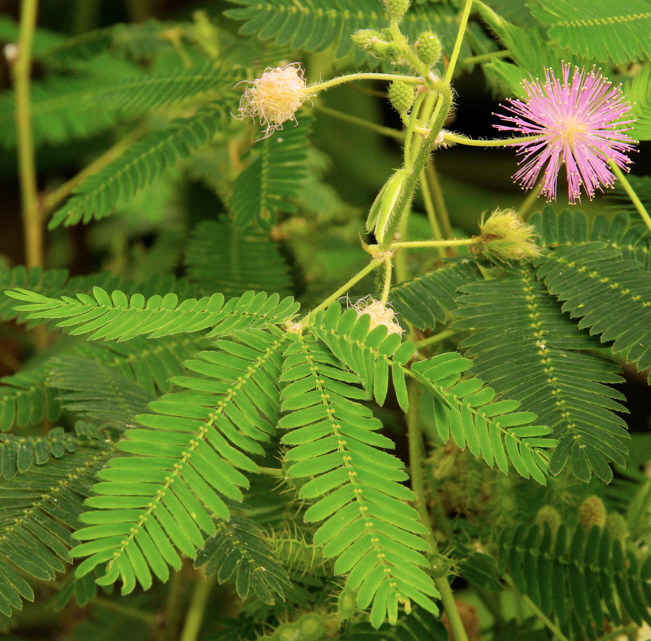Echte Mimose (Mimosa pudica) 10 stück