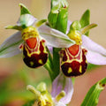 lächeln gesicht biene orchidee blumensamen hausgarten 5 stück
