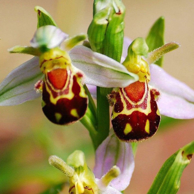 lächeln gesicht biene orchidee blumensamen hausgarten 5 stück