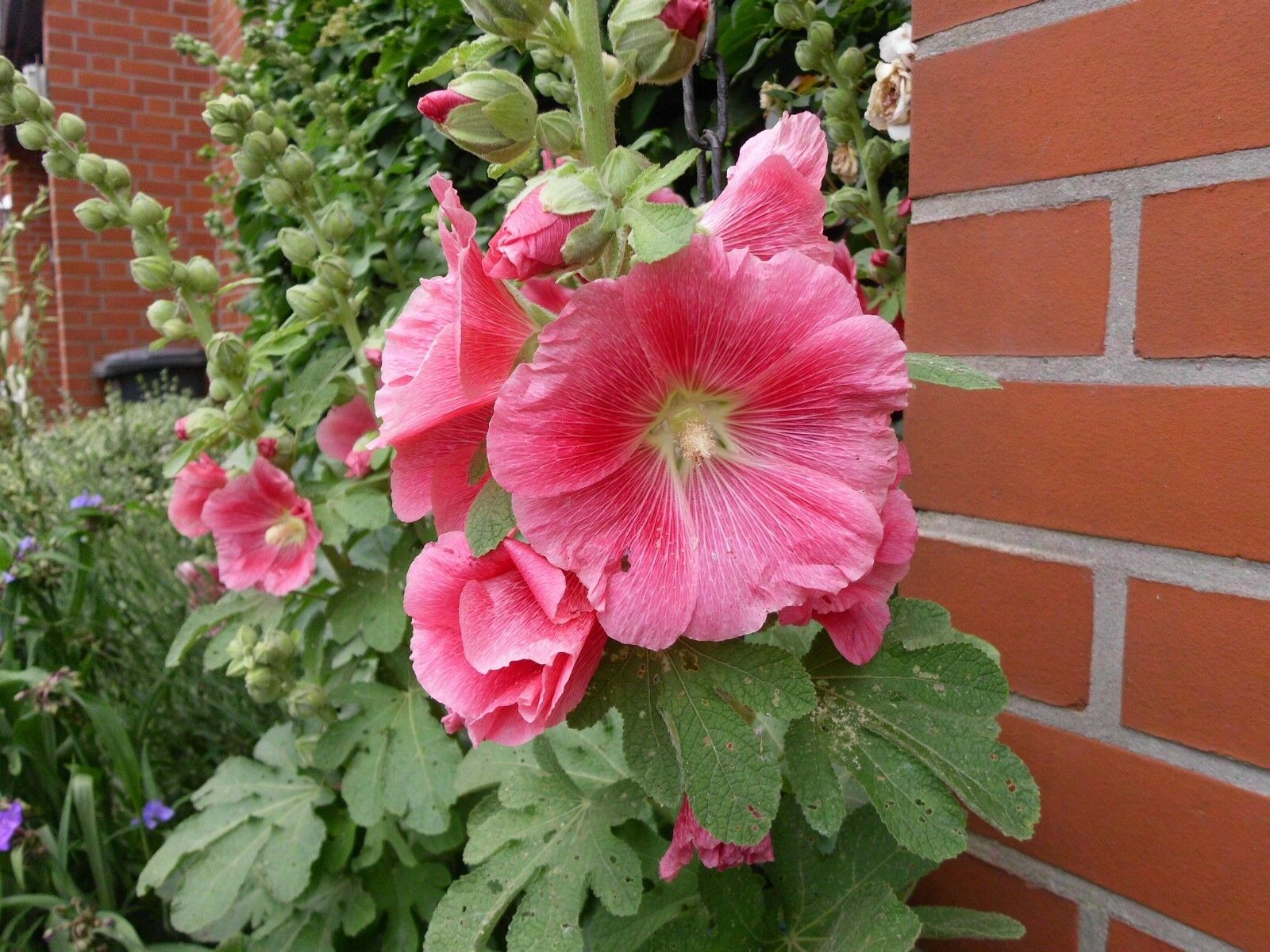 Alcea Rosea (Stockmalve,Stockrose) 10 stück