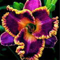 Bunte Daylily Lilien Samen Seltene Blumensamen