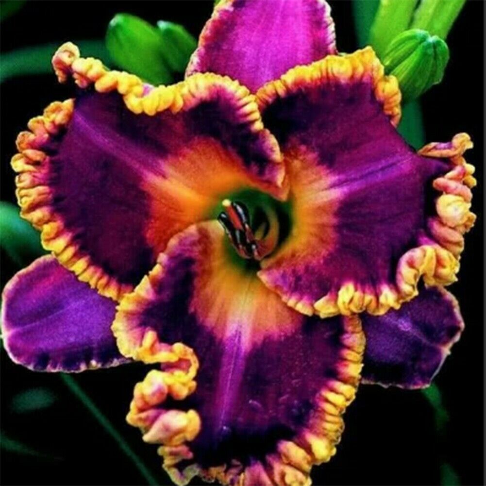 Bunte Daylily Lilien Samen Seltene Blumensamen