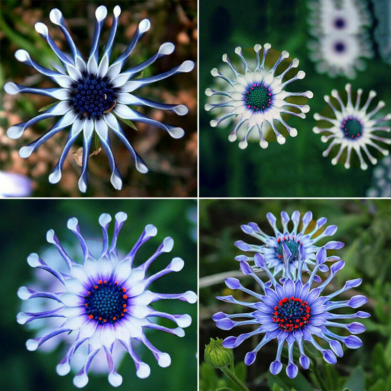 Blue Daisy robuste Pflanzen Blumensamen exotisch