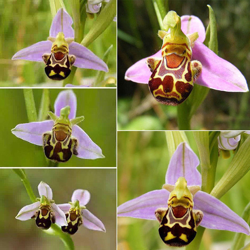 lächeln gesicht biene orchidee blumensamen hausgarten 5 stück