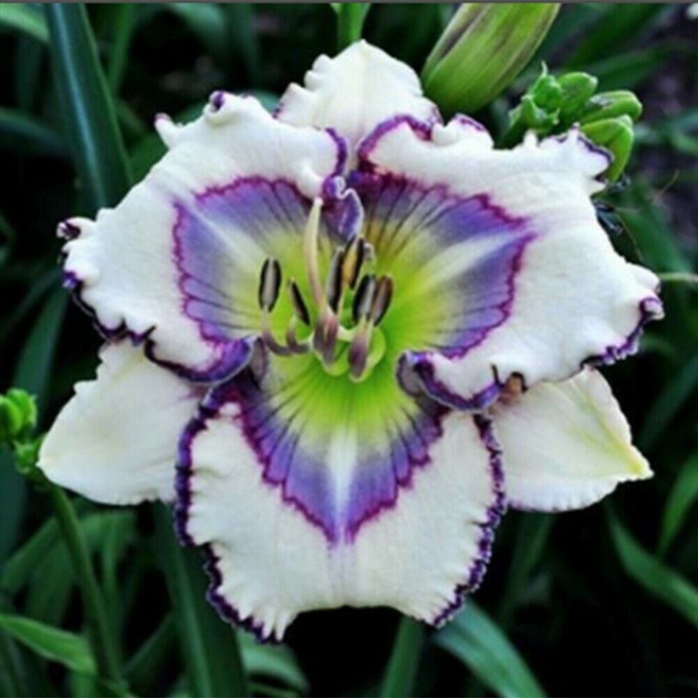Bunte Daylily Lilien Samen Seltene Blumensamen