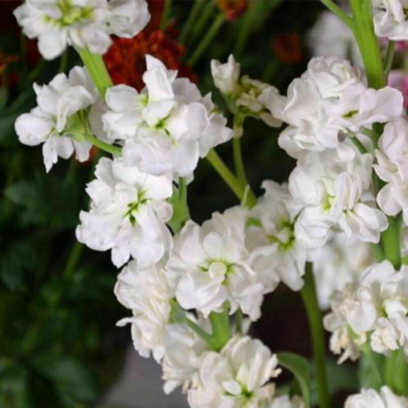 Snapdragon Antirrhinum Majus Samen mischte Farben