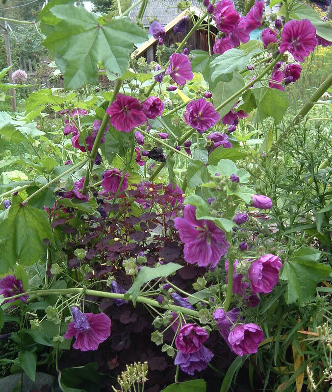 Mauritanian Malva Sylvestris Eibisch Blumensamen 15 stück