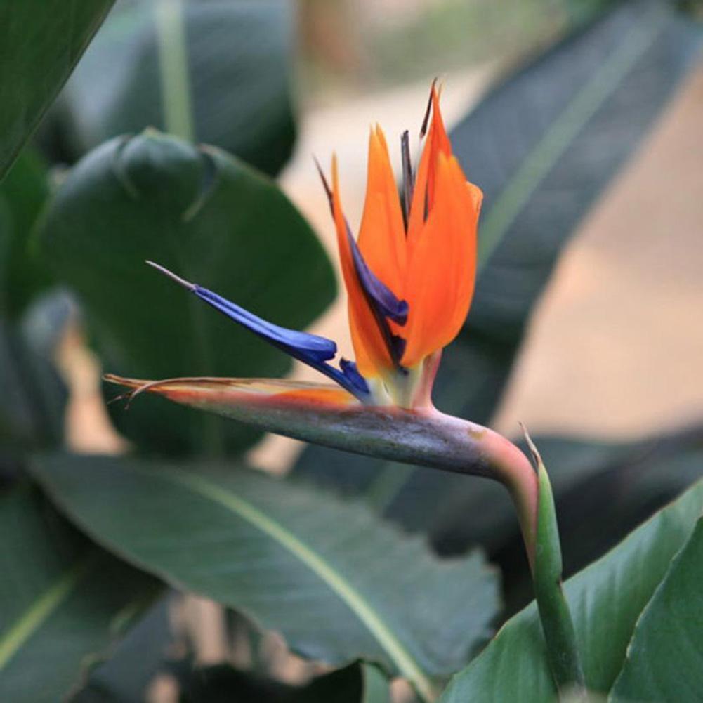 Strelitzia Blumen Orange Strelitzia Reginae Samen Paradiesvogel 5 stück