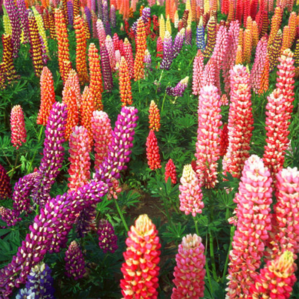 Assorted Farbe Russell Lupinus Polyphyllus Lupine Samen Garten Blumen 10 stück