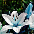 Blaue Herz Lilien Blumen Samen Bonsai Pflanze Lily Pflanzensamen 20 stück