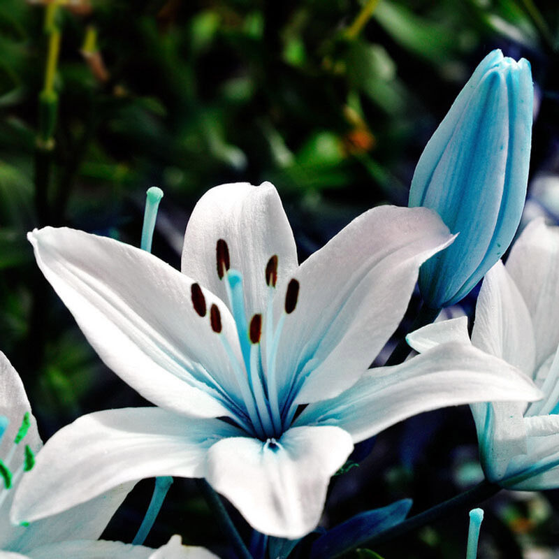 Blaue Herz Lilien Blumen Samen Bonsai Pflanze Lily Pflanzensamen 20 stück