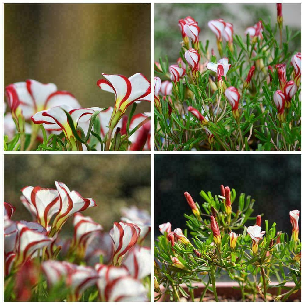 Oxalis versicolor Blumensamen