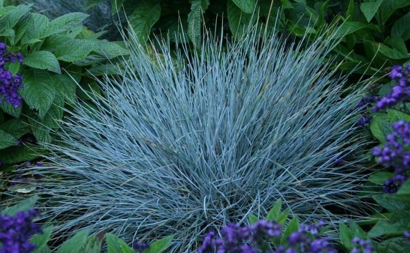 BLAUE FESCUE (Festuca glauca) 15 stück