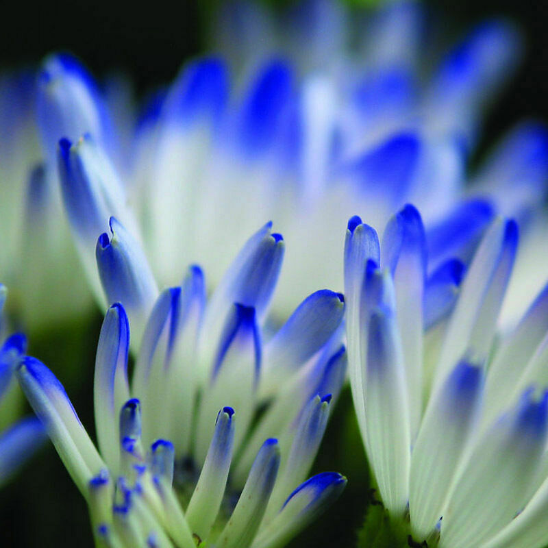 Blue Daisy robuste Pflanzen Blumensamen exotisch